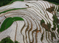 山羊隔梯田