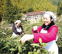 武夷红茶走俏国内外市场