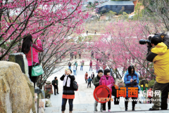 漳平永福举办第四届樱花旅游文化