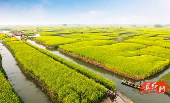 千岛菜花甲天下、水乡兴