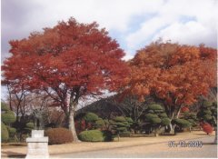 井冈山来禾“吆喝”红色旅游