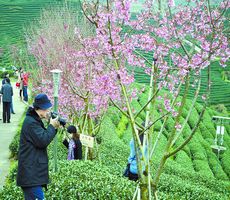 大陆阿里山·漳平首届樱花节开幕