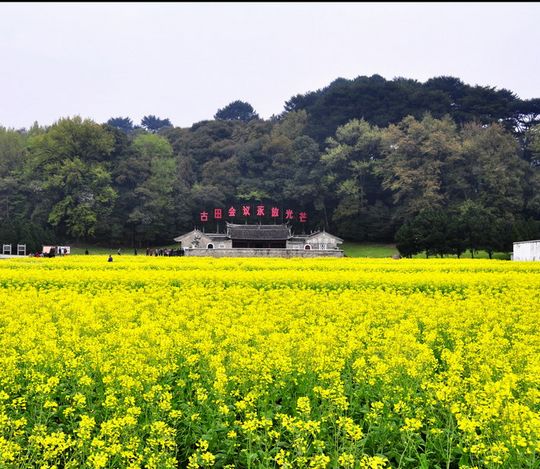 龙岩古田：战地黄花分外香